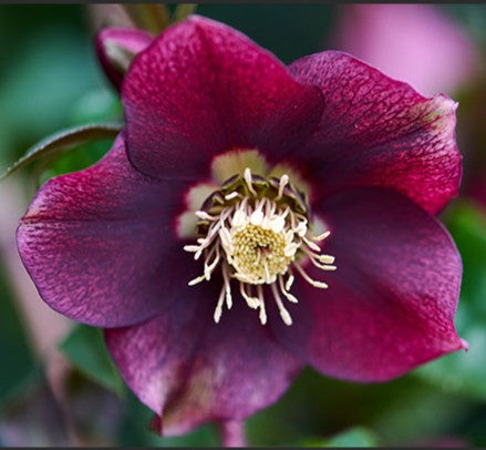 Hellebores EIGHT plants from the Viv Collection.  Lovely garden starter package.