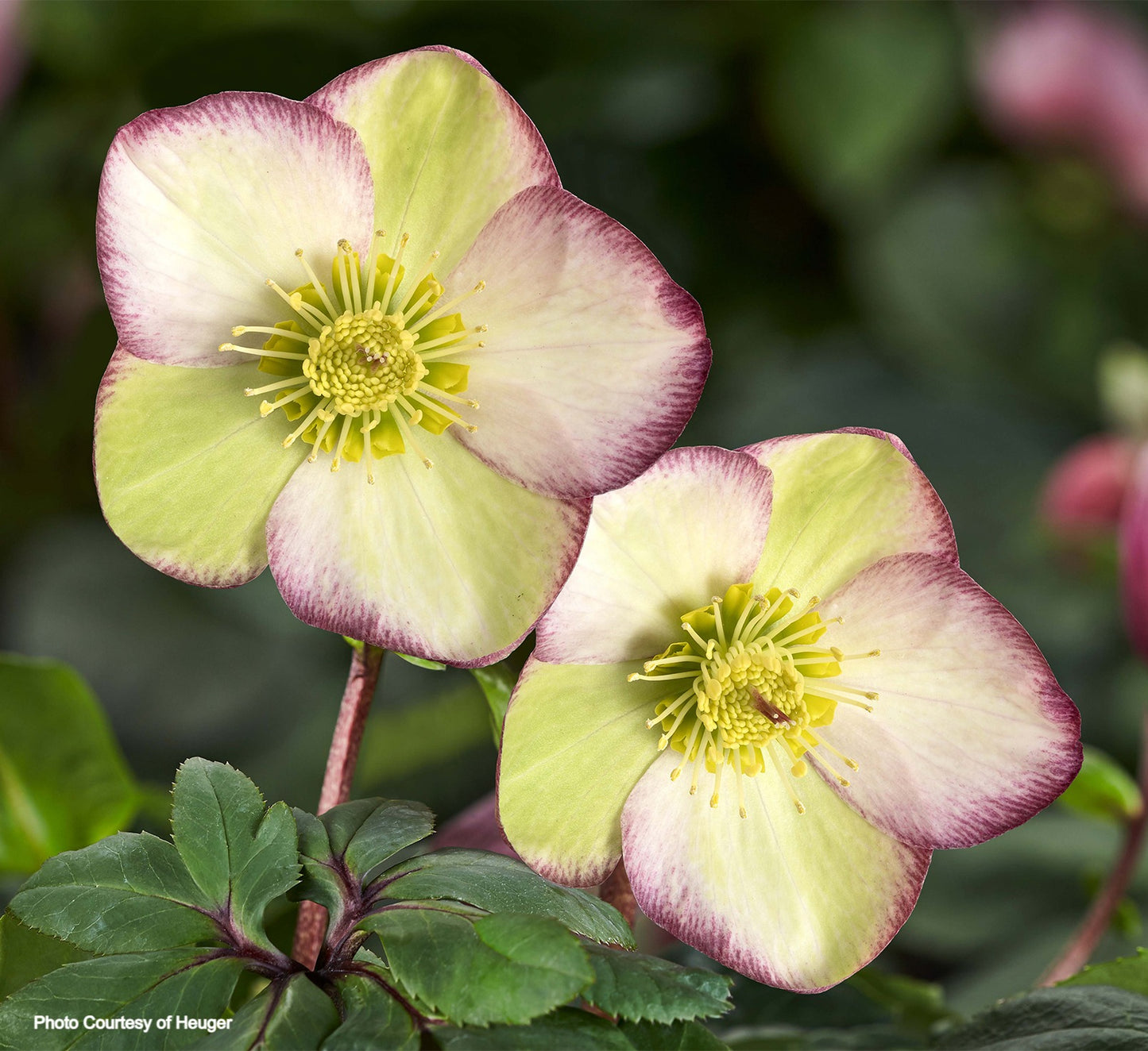 Helleborus 'FROSTED ROSE' - HGC® Ice N' Roses® Series, Winter Blooming