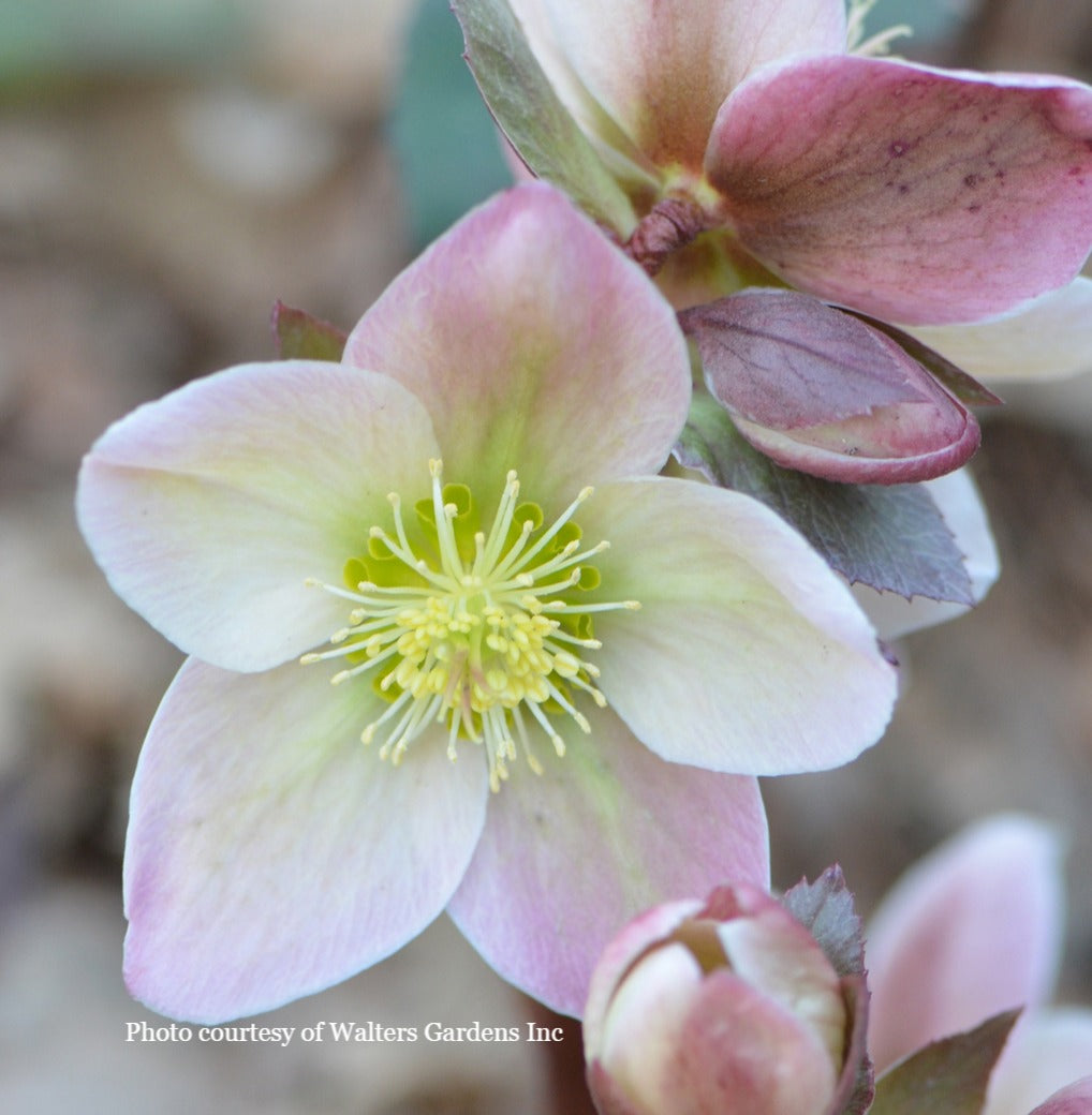 Helleborus 'IVORY PRINCE' (Walhelivor), Winter Blooming