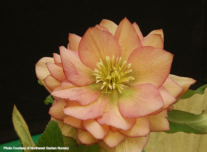 Helleborus 'AMBER GEM' from the Winter Jewels® Series, Spring Blooming