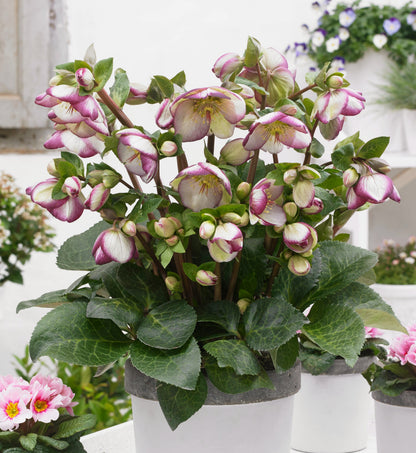 Helleborus 'GLENDA'S GLOSS®', from the FROSTKISS® Series, blooms in December