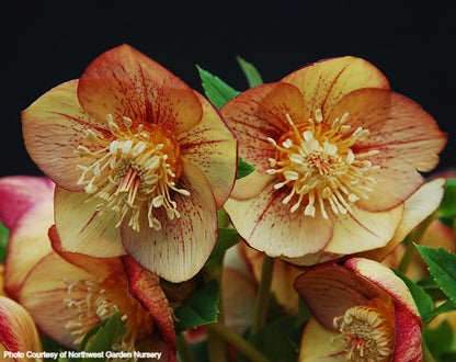 Helleborus 'APRICOT BLUSH' from the Winter Jewels® series, Spring Blooming