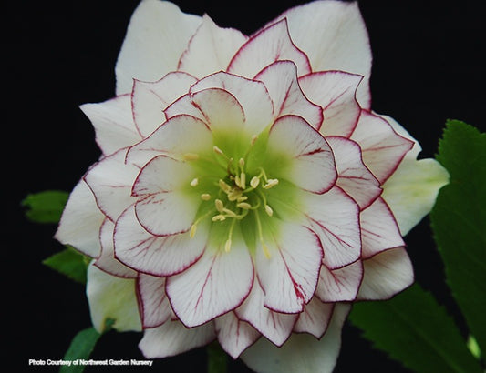 Helleborus 'FIRE AND ICE' from the Winter Jewels® series, Spring Blooming