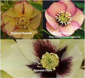 Three Hellebores - Tropical Sunset, Sandy Shores, and Spanish Flare
