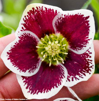 Three Hellebores - Rio Carnaval, Romantic Getaway, and Spanish Flare