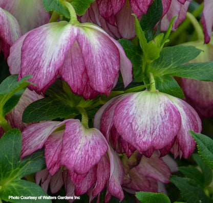 Helleborus 'BLUSHING BRIDESMAID' - Wedding Party® Series, Spring Blooming