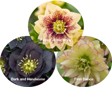 Three Hellebores - Dark and Handsome, Father of the Bride and First Dance