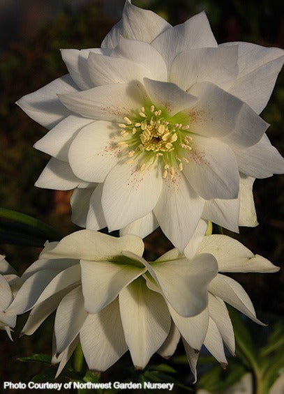 Idaho Helleborus Company Helleborus Sparkling Diamond - Thumbnail 2