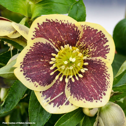 Three Hellebores - French Kiss, Irish Luck, Rio Carnaval