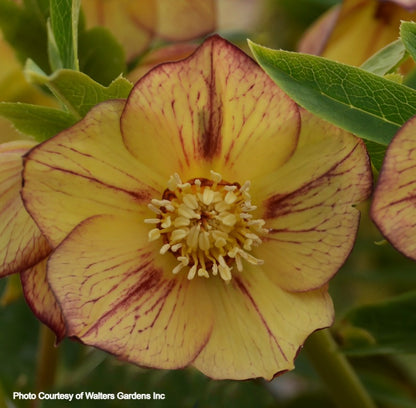 Three Hellebores - Tropical Sunset, Sandy Shores, and Spanish Flare
