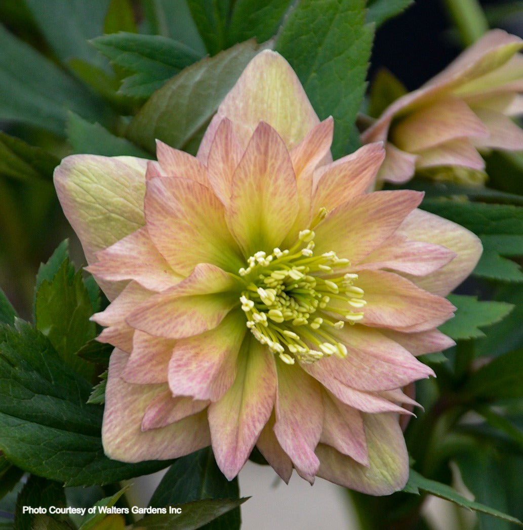 Helleborus 'MOTHER OF THE BRIDE' - Wedding Party® Series, Spring Blooming
