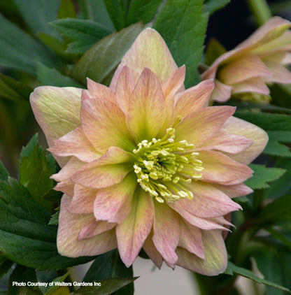 Helleborus 'MOTHER OF THE BRIDE' - Wedding Party® Series, Spring Blooming