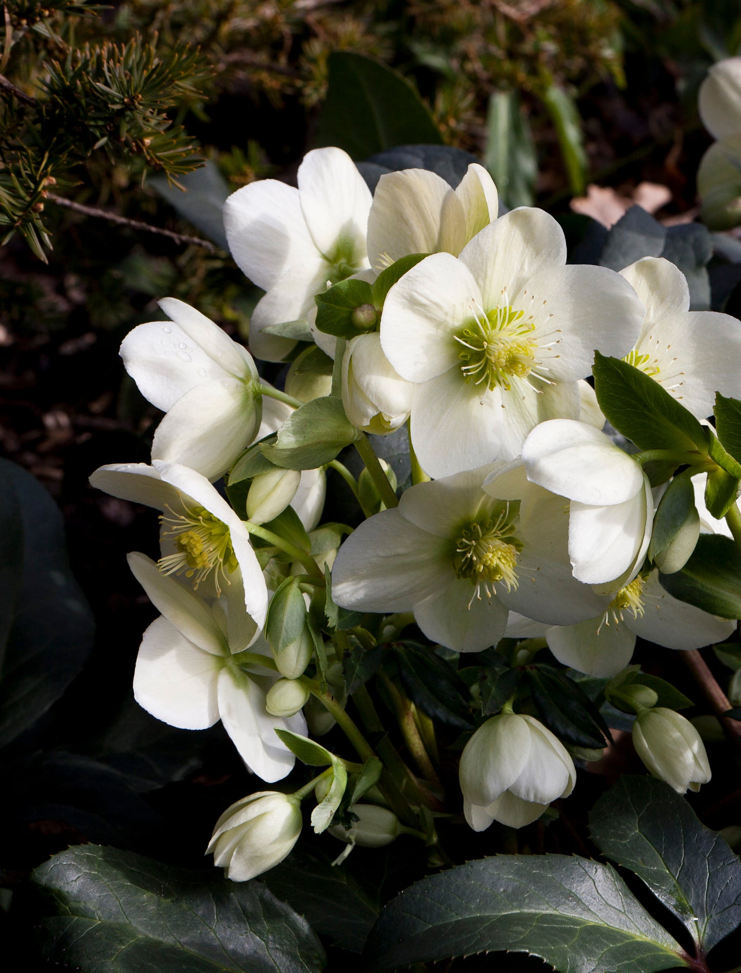 Three Helleborus Bennotta, Mia Marble, and Ice Breaker Bonny