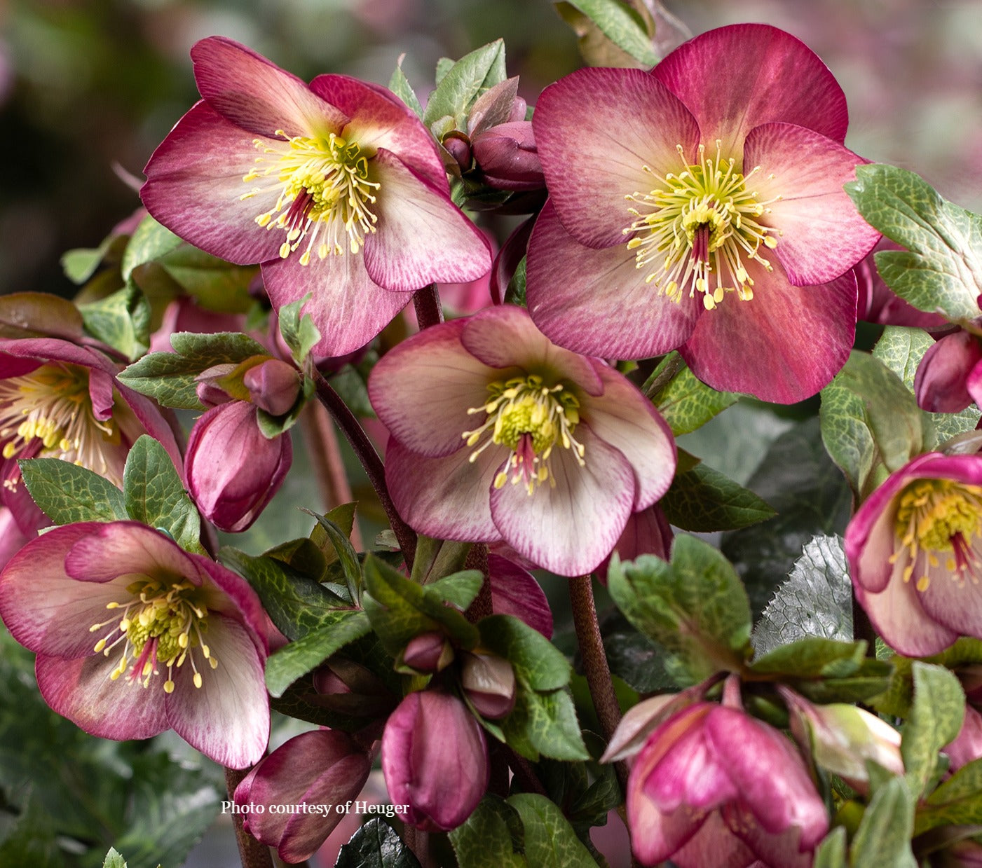 Helleborus 'MARY MARBLE' - HGC® Ice N' Roses® Series, late winter blooming