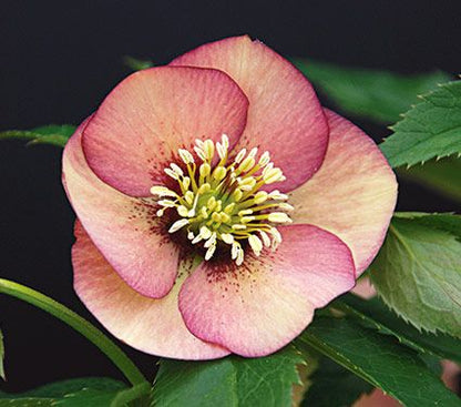 Three Hellebores - French Kiss, Paris in Pink, and Sandy Shores