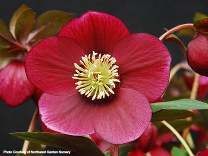 Helleborus 'RUBY WINE' from the Winter Jewels® series, Spring Blooming