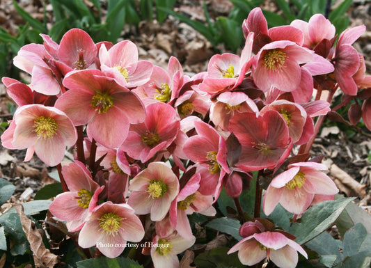 Hellebore 'PINK FROST' - HGC® Ice N' Roses® Series, Blooms in February