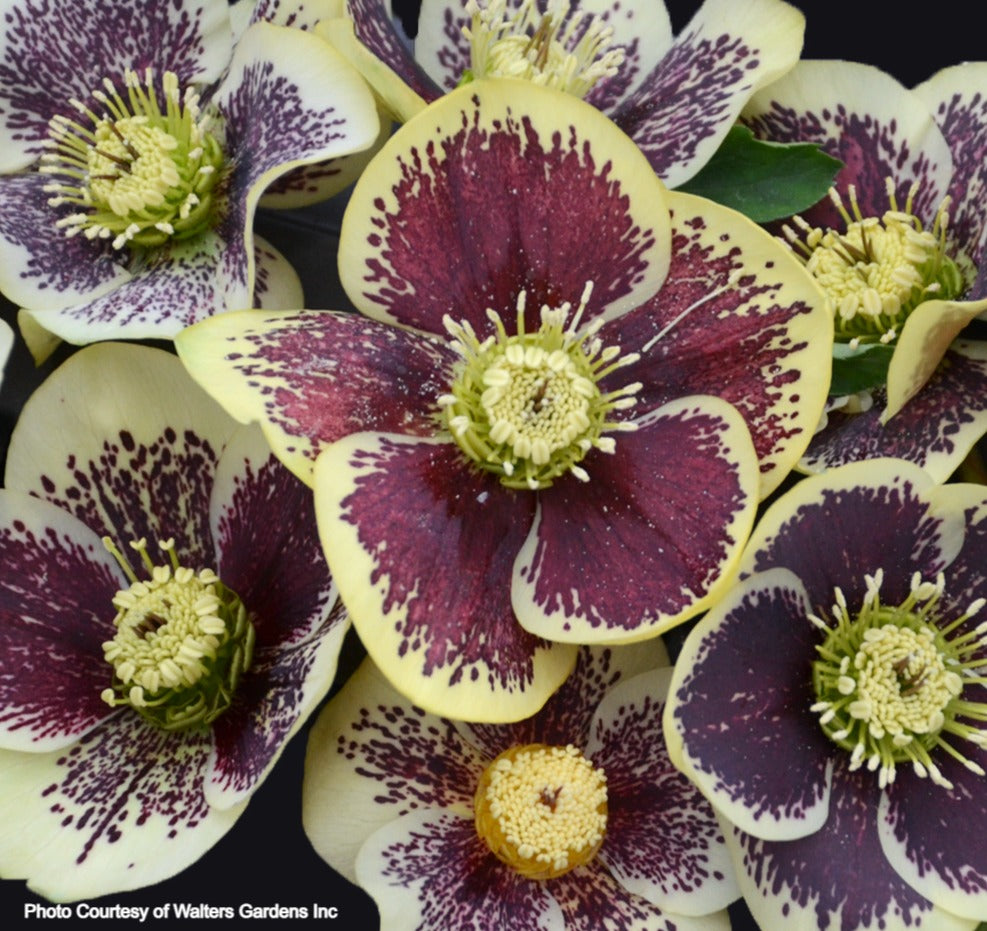 Helleborus 'RIO CARNAVAL' - Honeymoon® Series, Spring Blooming