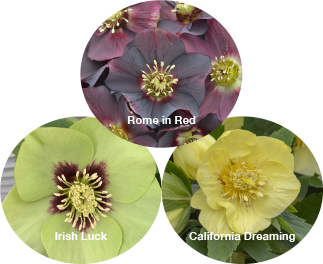 Three Hellebores - Irish Luck, California Dreaming, and Rome in Red