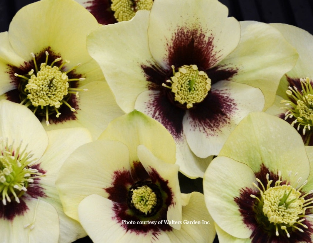 Helleborus 'SPANISH FLARE' - Honeymoon® Series, Spring Blooming