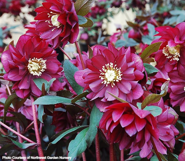 Helleborus 'RED SAPPHIRE' from the WINTER JEWELS® series, Spring Blooming