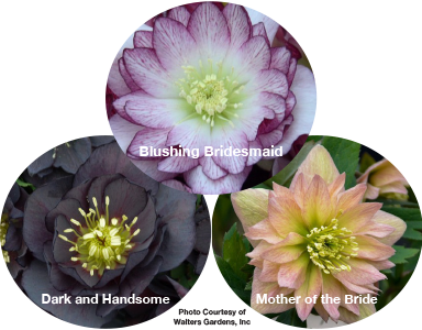 Blushing Bridesmaid, Dark and Handsome, Mother of the Bride,