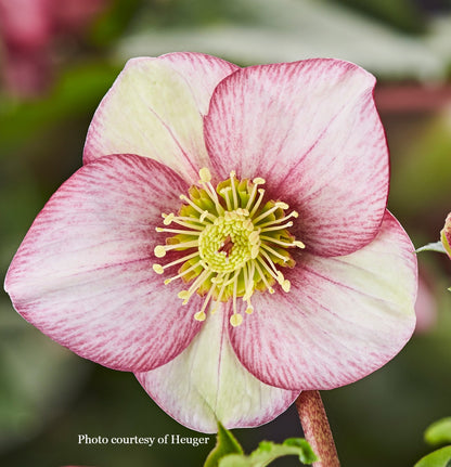 Helleborus 'CARLOTTA' from the HGC® ICE N' ROSES® Series, winter blooming