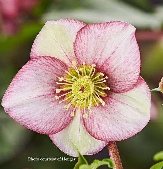 Helleborus 'CARLOTTA' from the HGC® ICE N' ROSES® Series, winter blooming