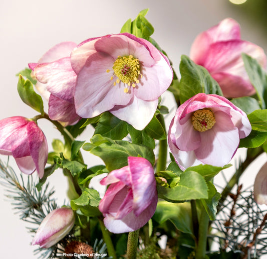 Helleborus 'LIARA' HGC® Winter Ballet® series, Winter Blooming Perennial