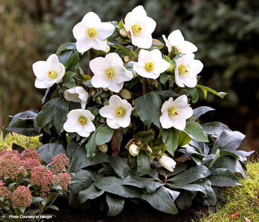 Helleborus 'BIANCO' - HGC® ICE N' ROSES® Series, winter blooming