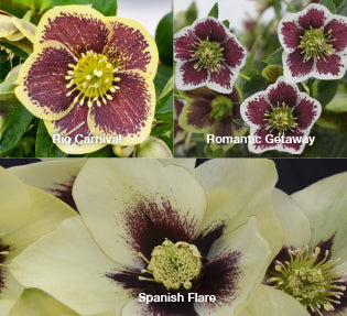 Three Hellebores - Rio Carnaval, Romantic Getaway, and Spanish Flare