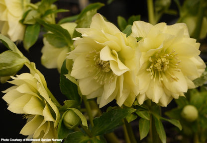 Helleborus 'GOLDEN LOTUS' from the Winter Jewels® series, Spring Blooming