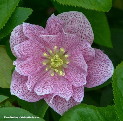 Three Hellebores - Maid of Honor, Wedding Bells, Wedding Crasher