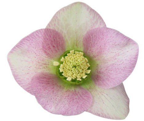 Hellebores EIGHT plants from the Viv Collection.  Lovely garden starter package.