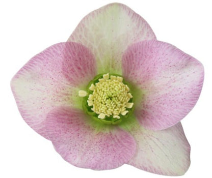 Hellebores EIGHT plants from the Viv Collection.  Lovely garden starter package.