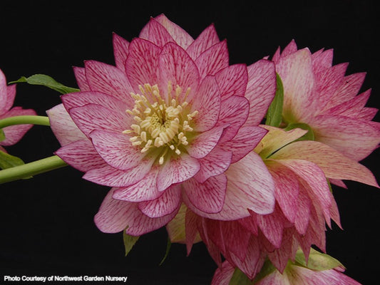 Helleborus 'PEPPERMINT ICE' from the Winter Jewels® series, Spring Blooming