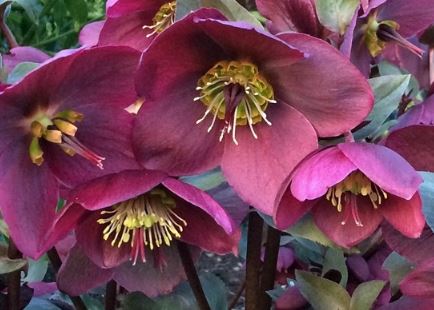 Helleborus 'ANNA'S RED', from the FROSTKISS® Series, blooms in December