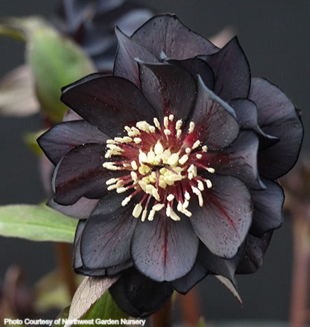 Helleborus 'ONYX ODYSSEY' from the Winter Jewels® series, Spring Blooming