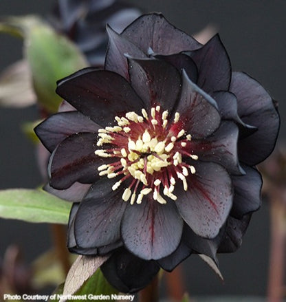 Helleborus 'ONYX ODYSSEY' from the Winter Jewels® series, Spring Blooming