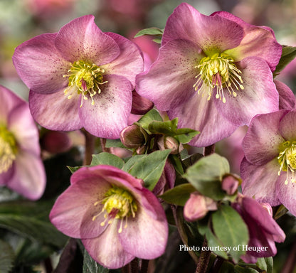 Three Ice N' Roses® Helleborus - Pink Promise, Purple Sunrise and Red Romance