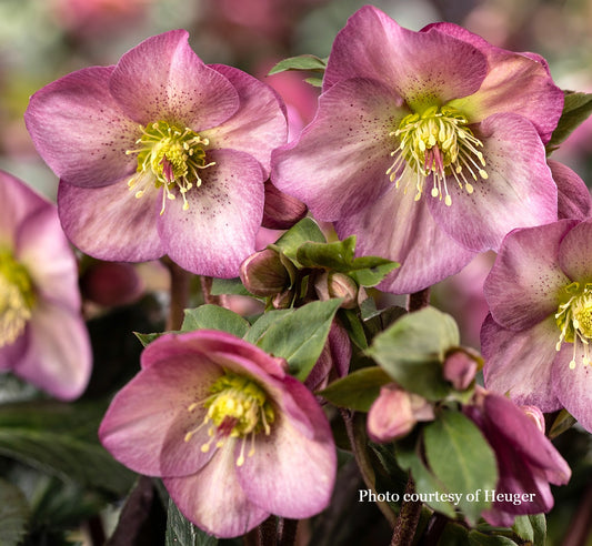 Helleborus 'PINK PROMISE' part of HGC® ICE N' ROSES® Series, blooms in December