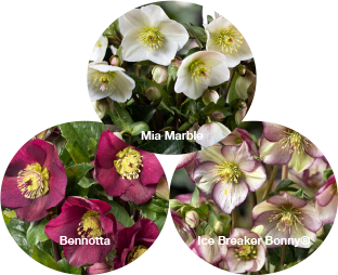 Three Helleborus Bennotta, Mia Marble, and Ice Breaker Bonny