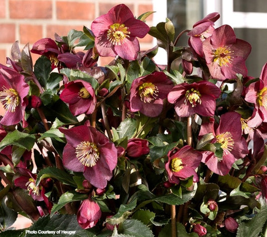 Helleborus 'RED' - HGC® ICE N' ROSES® Series, Winter Blooming