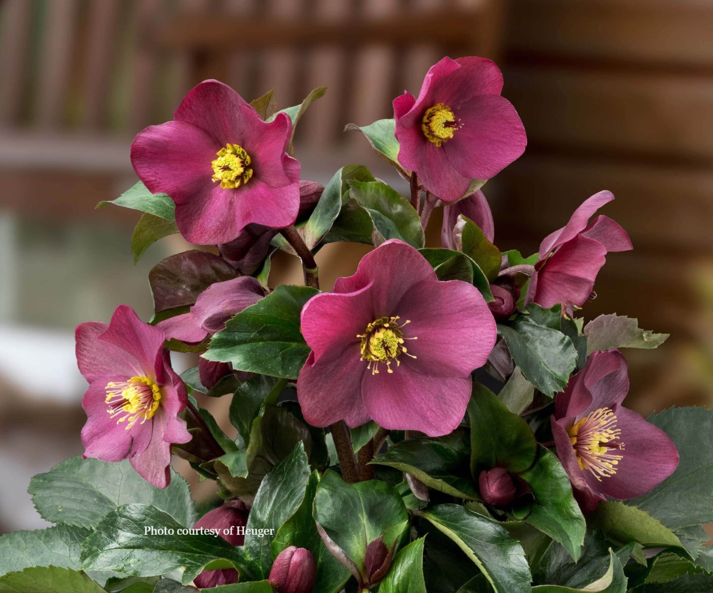 Helleborus 'EARLY RED' - HGC® Ice N' Roses® Series, Winter Blooming