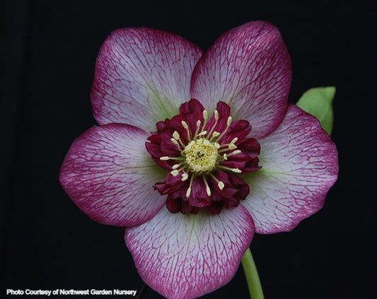 Helleborus 'CHERRY BLOSSOM' from the Winter Jewels® Series, Spring B
