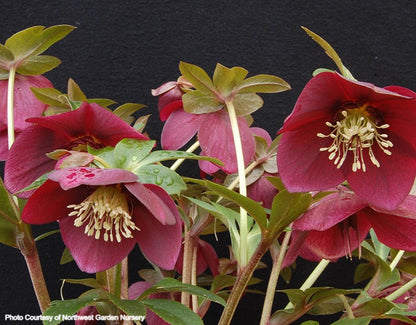 Helleborus 'RUBY WINE' from the Winter Jewels® series, Spring Blooming
