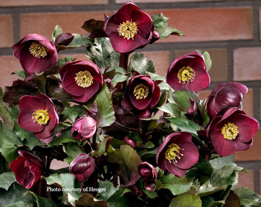 Helleborus 'BAROLO' - HGC® Ice N' Roses® Series, Winter Blooming