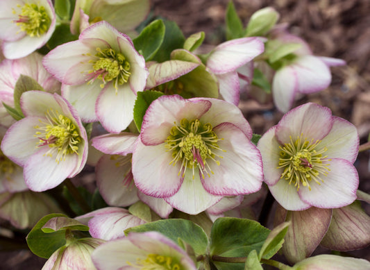 Helleborus 'PICOTEE' - HGC® ICE N' ROSES® Series, winter blooming