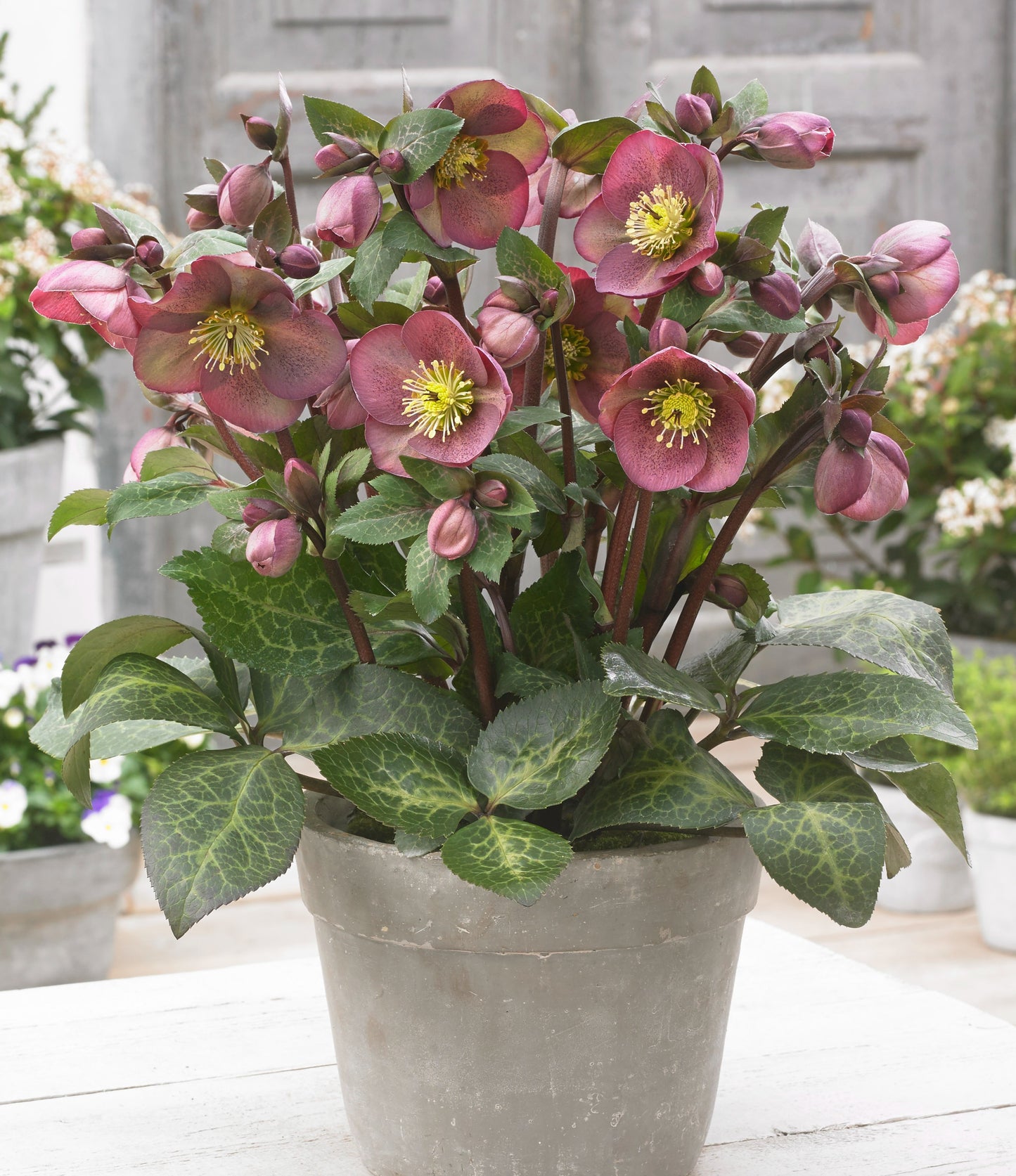 Helleborus 'PIPPA'S PURPLE'®, from the FROSTKISS® Series, blooms in January