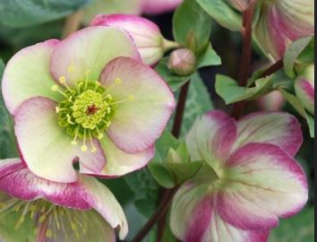 Helleborus 'GLENDA'S GLOSS®', from the FROSTKISS® Series, blooms in December